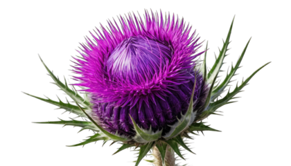 Purple thistle flower with green spiky leaves bloom isolated on a transparent background