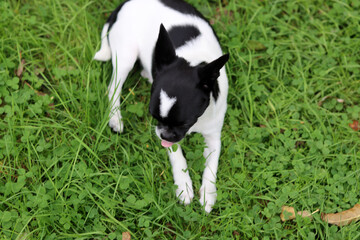 Fototapeta premium small chihuahua puppy playing with a ball in the garden