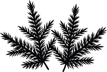 Naklejka premium Evergreen branches silhouette vector