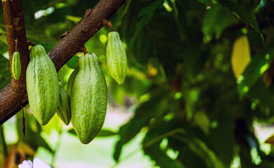 Young green cacao pod that is still growing, Immature green cacao pod in development