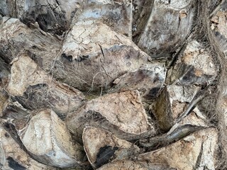 Palm tree bark background, close-up