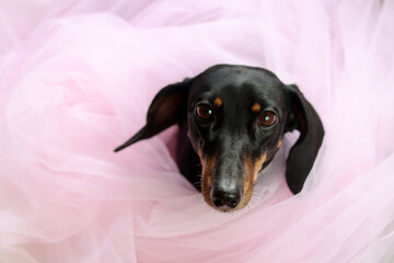 Dachshund dog in a pink tulle, close-up portrait of a small cute dog