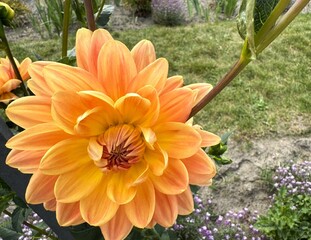 Orange dahlia flower, close up