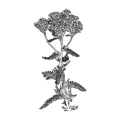 yarrow black silhouette vector