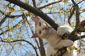 Spring photo of a white cat playing outside. The cat is on a flowering tree.

