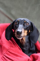 Portrait of a black and tan dachshund dog wrapped in a red blanket