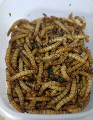 Many mealworms in a container