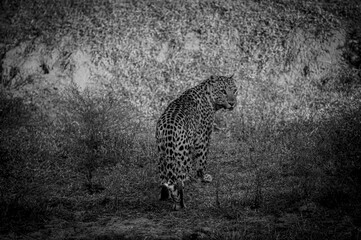 Wild Leopard in Natural Habitat – Black and White Wildlife Photography