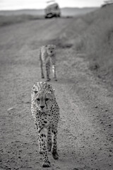 Cheetahs Walking on Safari Track – Black and White Wildlife Photography