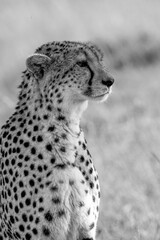 Black and White Portrait of a Cheetah in the Wild