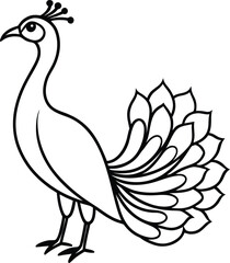 Peacock line Art Vector Illustration