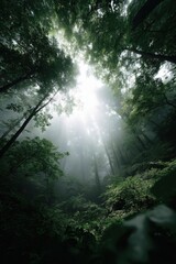 Sunlight filtering through dense forest canopy in serene woodland