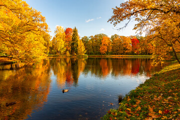 Autumn foliage in Alexander park, Tsarskoe Selo (Pushkin), St. Petersburg, Russia