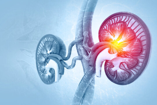 Human kidneys anatomy structure, kidney disease. 3d illustration