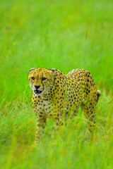 Wild Cheetah Walking in the African Grasslands