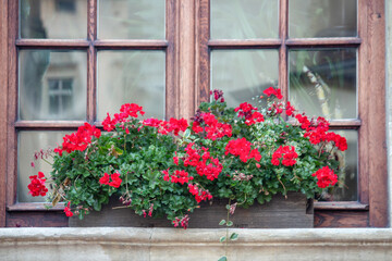 Fototapeta premium A flower box with bright red flowers on the windowsill of a European house.