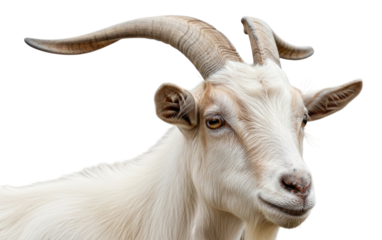 White Goat Head with Horns Isolated on Transparent PNG Background