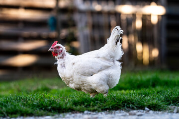 Eine weiße Henne steht im Naturgarten mit Gegenlicht
