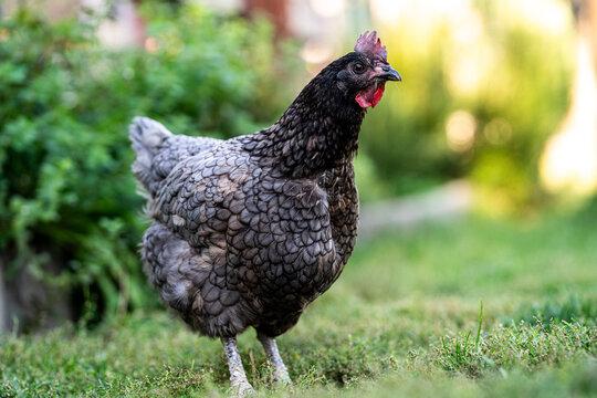 Eine graue Henne steht im Naturgarten