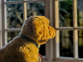 As the sun goes down The Dog waits for master to return