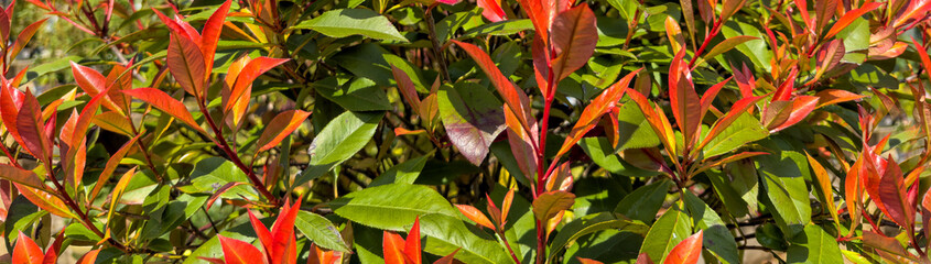 Green and red foliage plant - background image