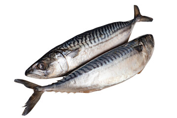 Fresh mackerel carcass isolated