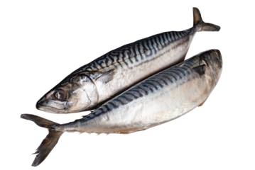 Fresh mackerel carcass isolated