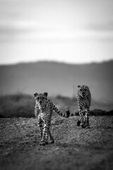 Two Cheetahs (Acinonyx jubatus) Walking Together – Black and White Wildlife Photography