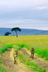 Two Cheetahs Walking on a Safari Trail in the African Savannah