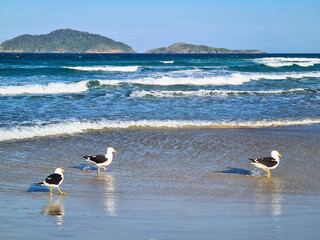 Birds and seagulls on the sand and in the sea feeding and flying on Santinho beach in Florianopolis, Santa Catarina, on a beautiful sunny day with blue sky and mountains in the background.