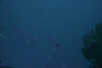Obraz premium Underwater View of Fish in Natural Habitat