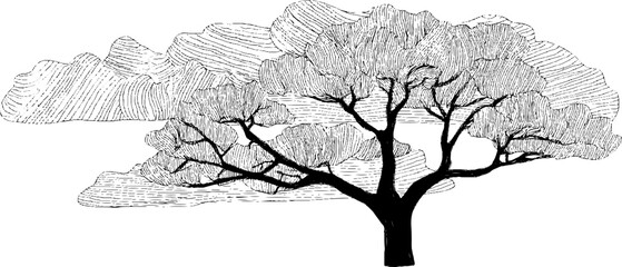 Fototapeta premium Black and white line art of a baobab tree for artistic decor