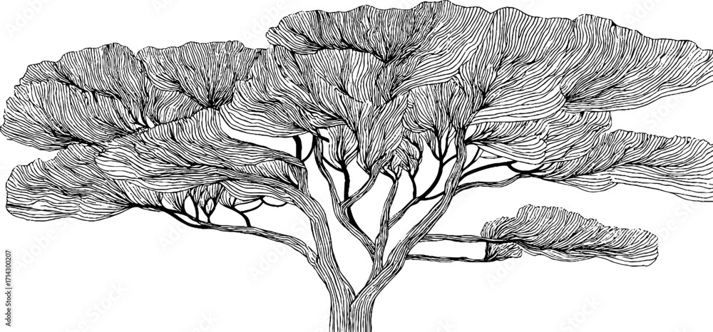 Poster black and white line art of a cypress tree – minimalist botanical design for decor and print