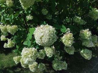 Hydrangea paniculata "Limelight". Natural background. Care of plants and flowers in the garden or in the park