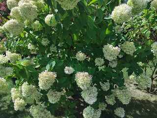 Hydrangea paniculata "Limelight". Natural background. Care of plants and flowers in the garden or in the park