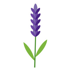 blue flowers isolated on white background