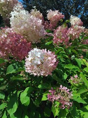 Hydrangea paniculata "Limelight". Natural background. Care of plants and flowers in the garden or in the park