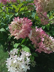 Hydrangea paniculata "Limelight". Natural background. Care of plants and flowers in the garden or in the park