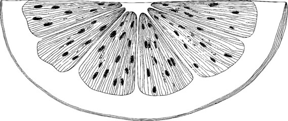 Obraz premium Black and white line art of watermelon slice for creative design projects