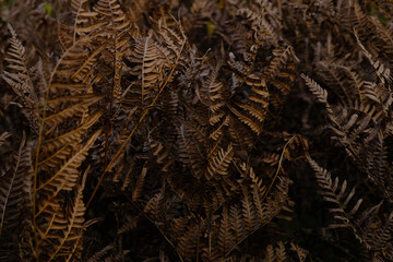Detailed view of wilted brown ferns highlighting intricate natural patterns, textures, and rich earthy hues.