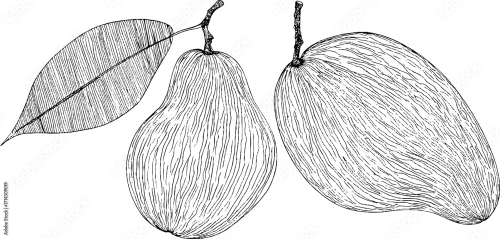 Poster black and white line art of mango with leaf for design and print projects