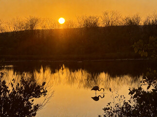 Flamingo Silhouette at Sunset Serene Reflections on a Calm Lake