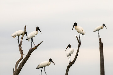 Jabiru Stork, in flight, La Estrella Marsh, Formosa Province, Argentina.