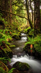 Tranquil Forest Stream Flowing.