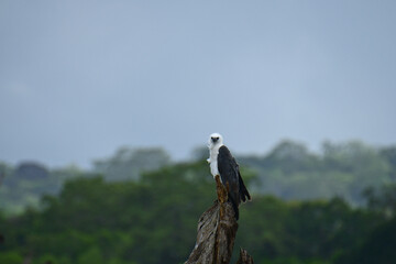 A majestic White-bellied Sea Eagle, with its distinctive white head and belly contrasting with dark wings, perches gracefully on a weathered tree stump, set against a softly cloudy, muted blue sky.