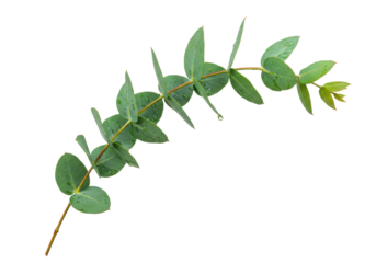 Isolated Sprig of Eucalyptus Silver Drop with Water Droplets for Wedding Decor