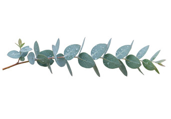 Isolated eucalyptus twig with water droplets, natural plant element for decor or design