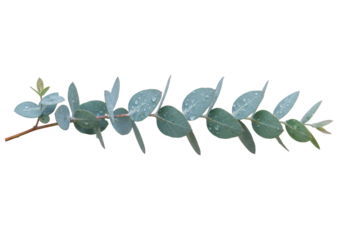 Isolated eucalyptus twig with water droplets, natural plant element for decor or design