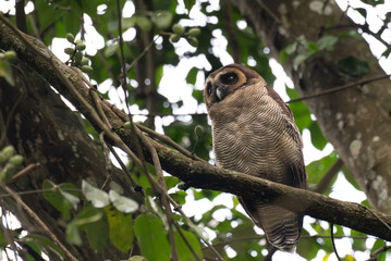 A brown wood owl perched on a moss covered tree branch in a lush green forest. The owls striking dark eyes and finely patterned feathers blend naturally with the surrounding foliage.