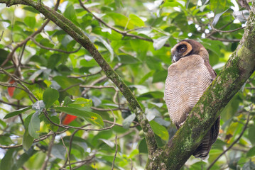 A brown wood owl perched on a moss covered tree branch in a lush green forest. The owls striking dark eyes and finely patterned feathers blend naturally with the surrounding foliage.